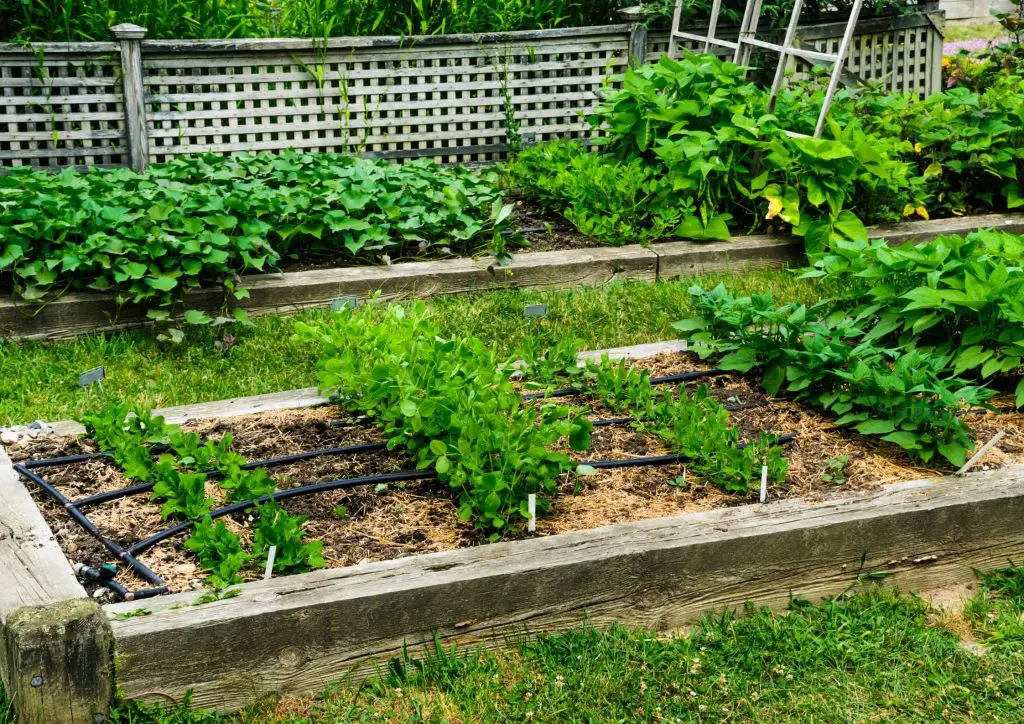 simple garden at home: small veggie garden