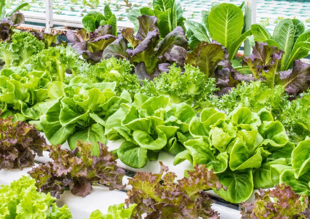 aquaponics for beginners lettuce